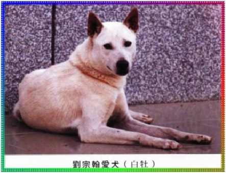 中小型台灣白犬