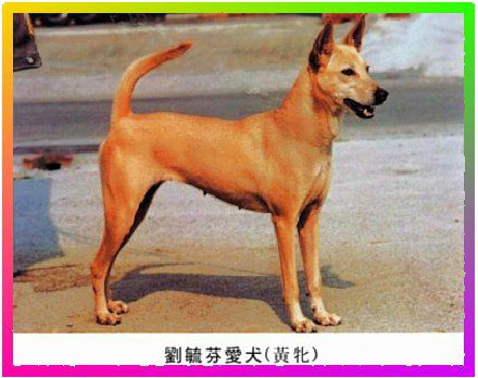 中小型台灣黃犬