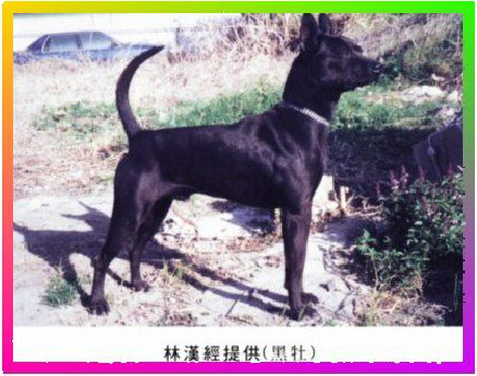 中小型台灣黑犬